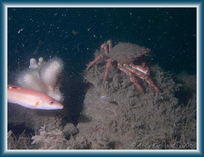 Photo of Persier, Cuckoo wrasse, Spider crab, Labrus mixtus