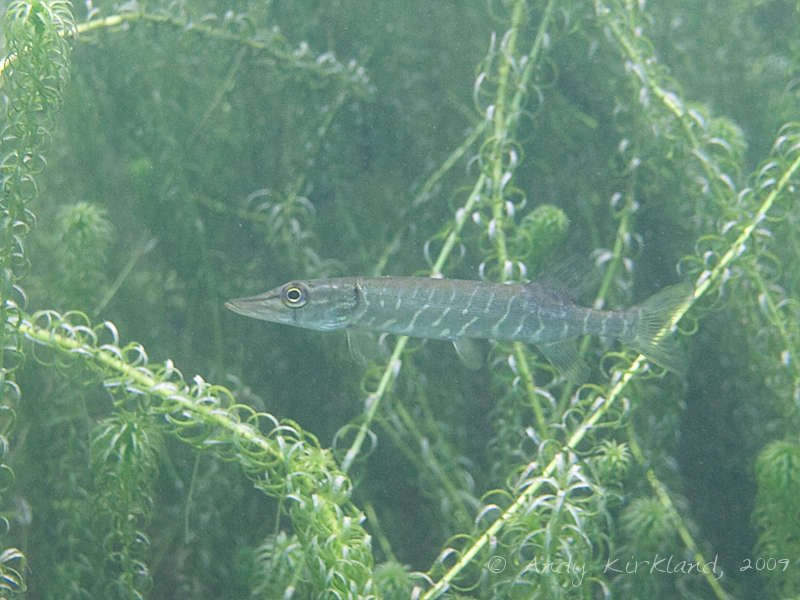 Photo at Dosthill Quarry:  Northern pike