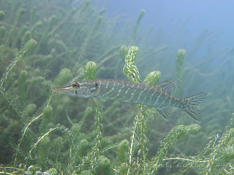 Photo at Dosthill Quarry:  Northern pike