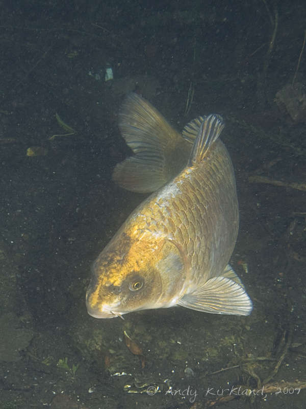 Photo at Dosthill Quarry:  Golden Orfe