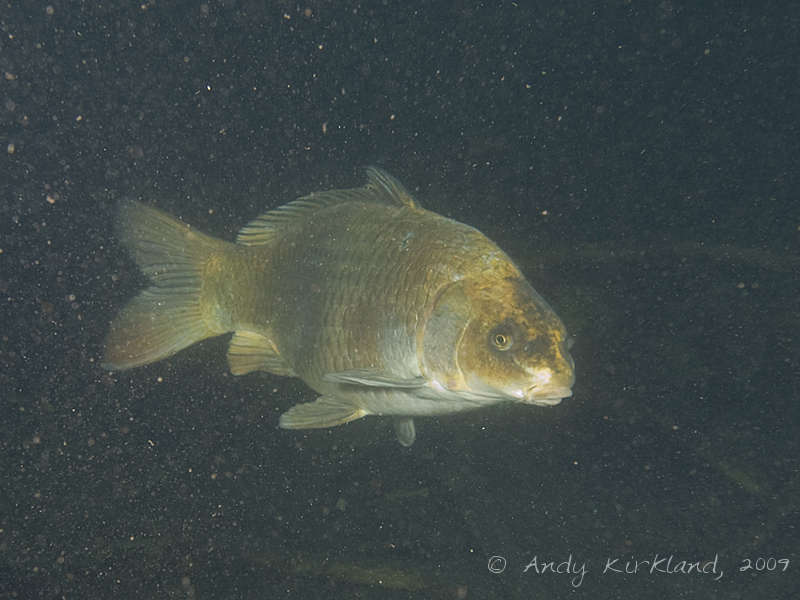 Photo at Dosthill Quarry:  Golden Orfe