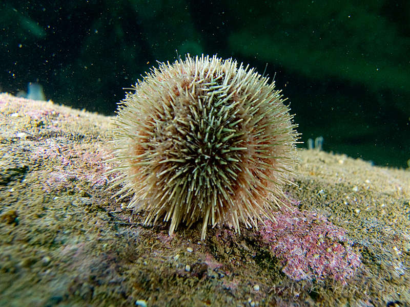 Photo at SMS Karlsruhe:  Common Sea urchin