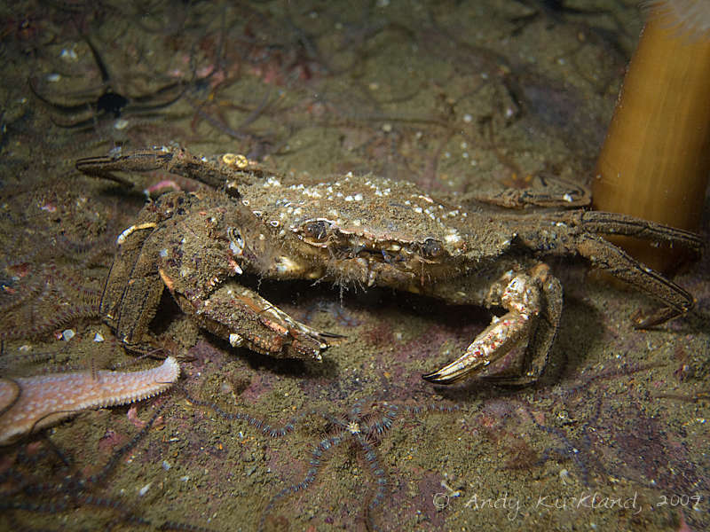 Photo at SMS Brummer:  Velvet swimming crab