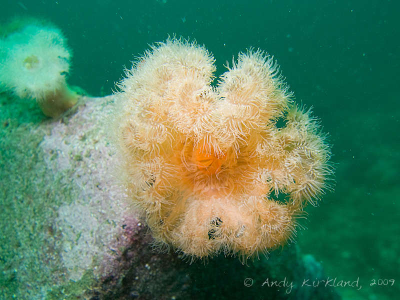 Photo at F2 and YC21:  Plumose anemone