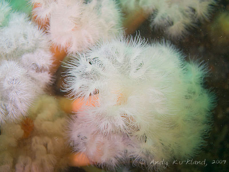 Photo at SMS Karlsruhe:  Plumose anemone