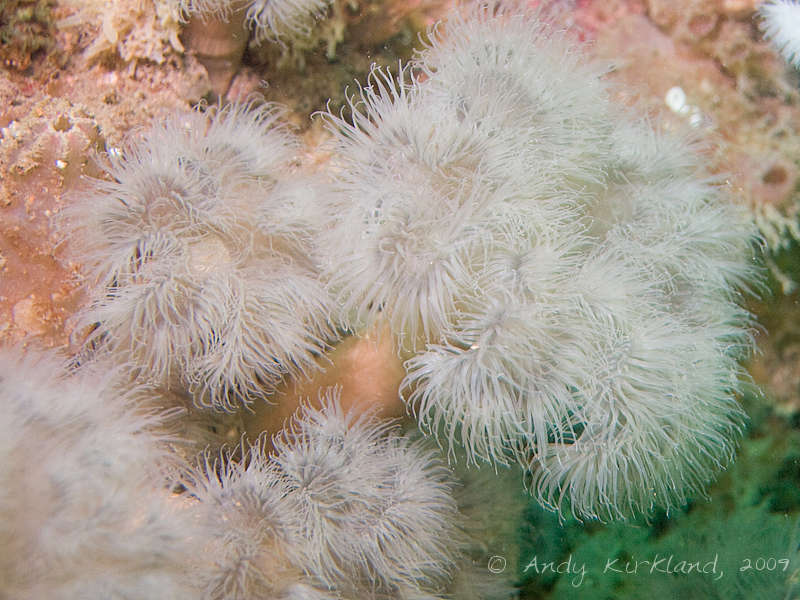 Photo at SMS Karlsruhe:  Plumose anemone