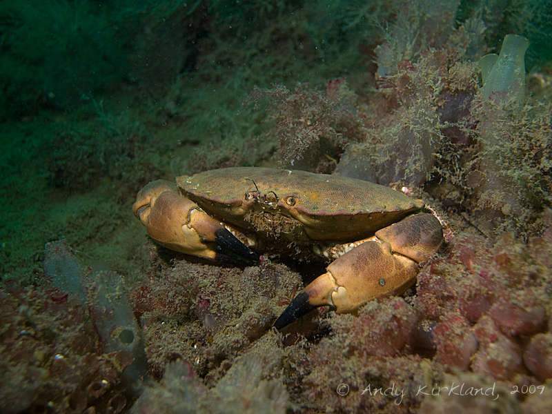 Photo at SMS Koln:  Edible crab