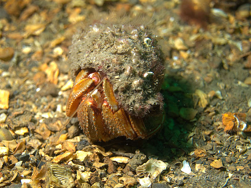 Photo at V80:  Common hermit crab