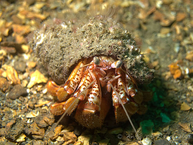 Photo at V80:  Common hermit crab