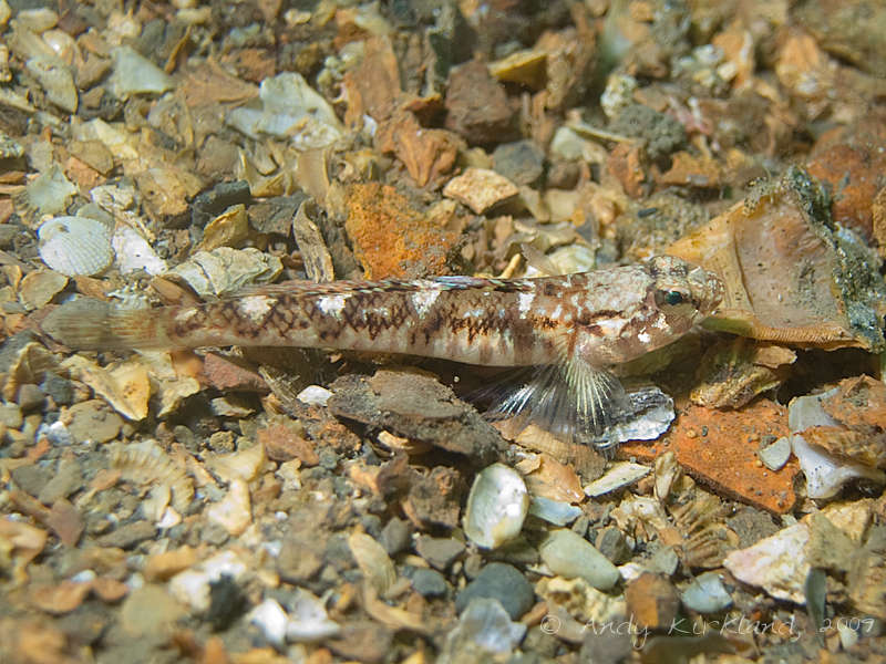 Photo at V80:  Painted goby