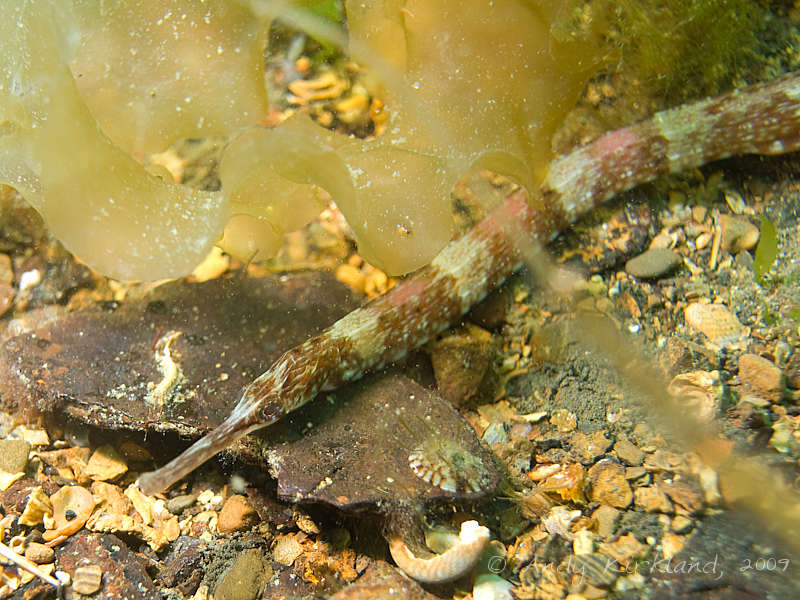 Photo at V80:  Greater pipefish