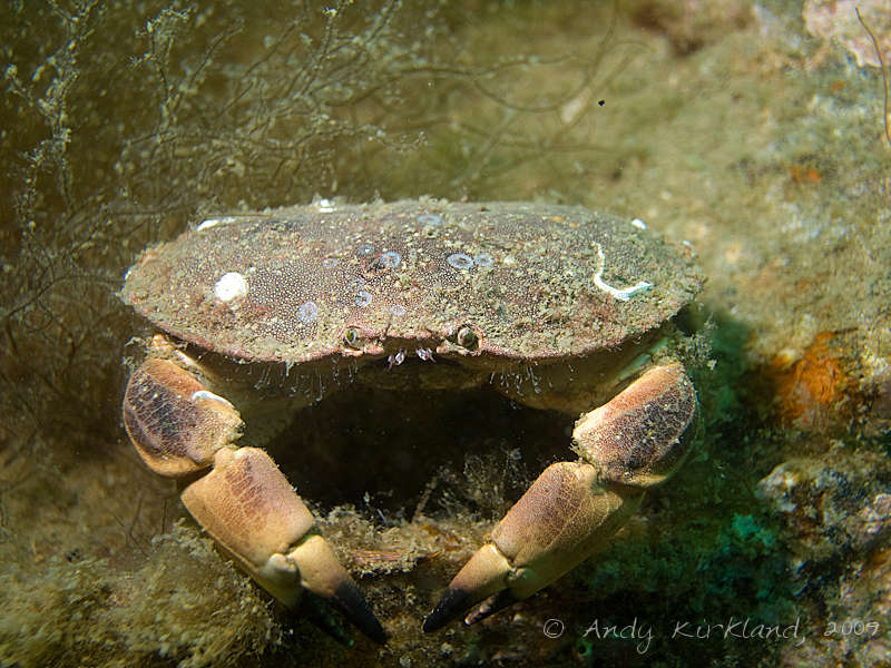 Photo at V80:  Edible crab