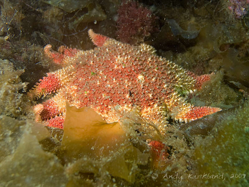 Photo at V80:  Common sunstar