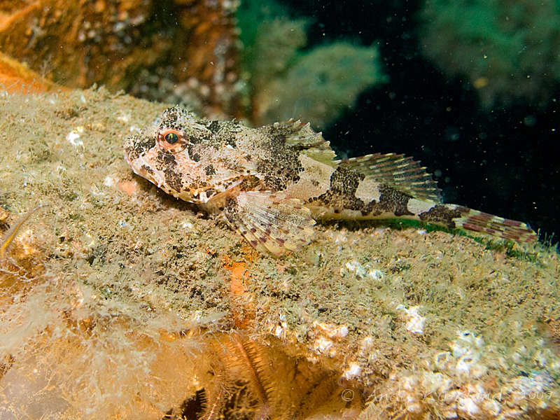 Photo at SMS Brummer:  Long-spined sea scorpion