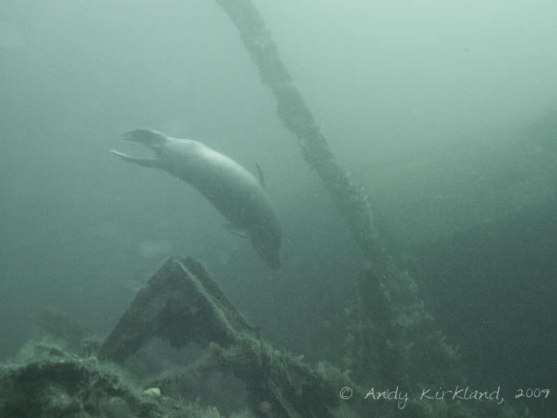 Photo at SMS Brummer:  Grey seal