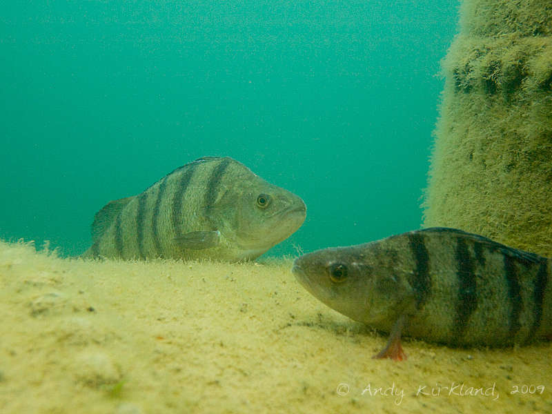 Photo at Stoney Cove:  European perch