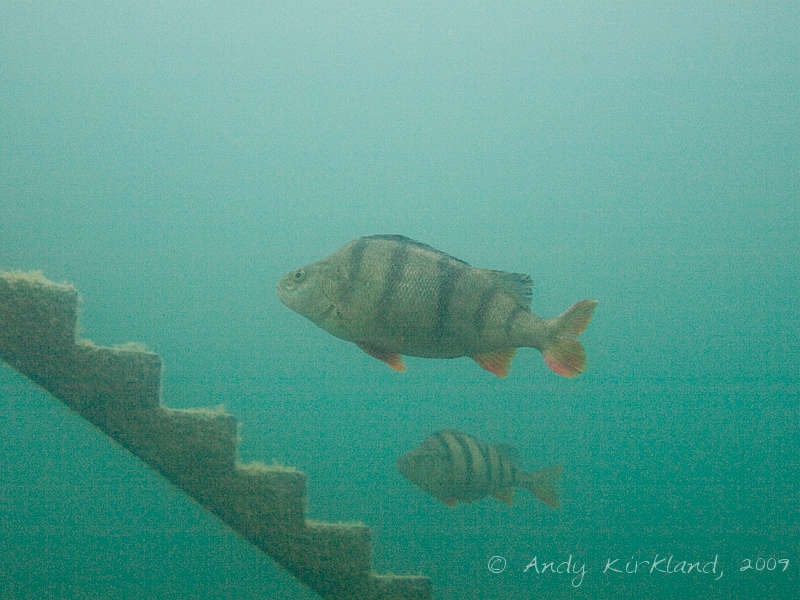 Photo at Stoney Cove:  European perch