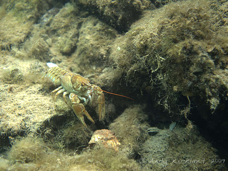 Photo at Stoney Cove:  White-clawed crayfish