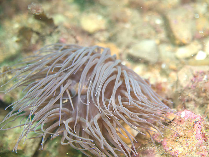 Photo at Black Hawk:  Anemone