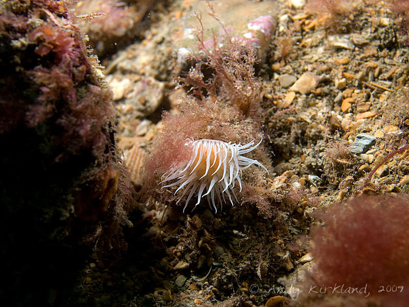 Photo at Black Hawk:  Anemone