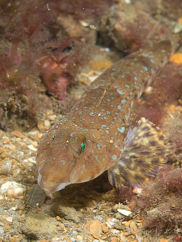 Photo at Black Hawk:  Dragonet