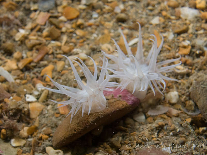 Photo at Black Hawk:  Anemone