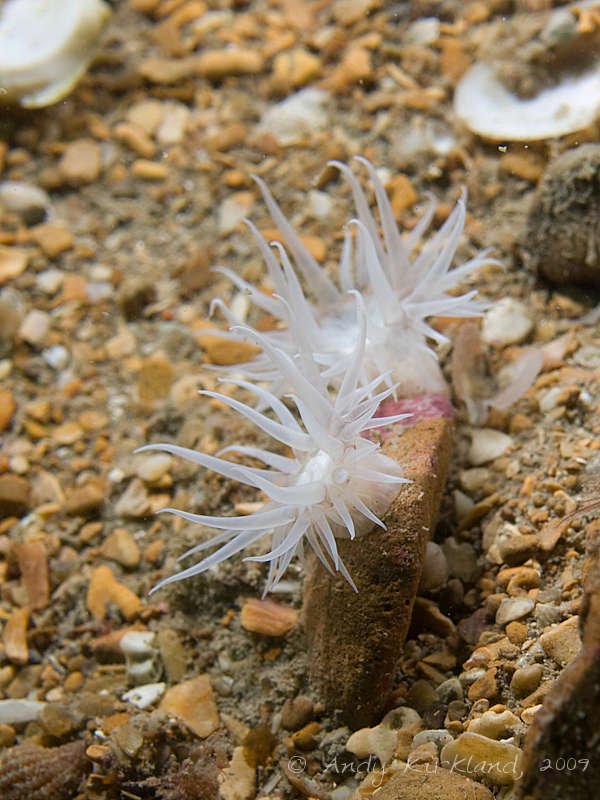 Photo at Black Hawk:  Anemone