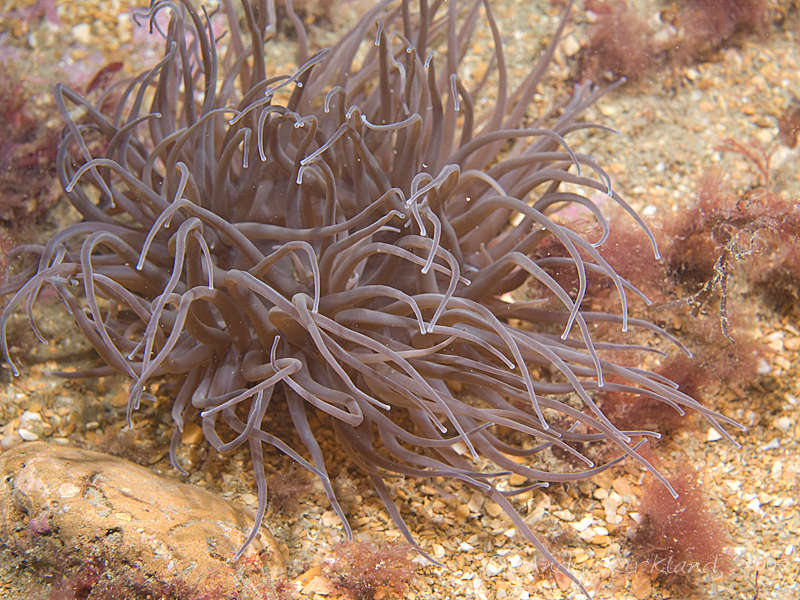 Photo at Black Hawk:  Anemone