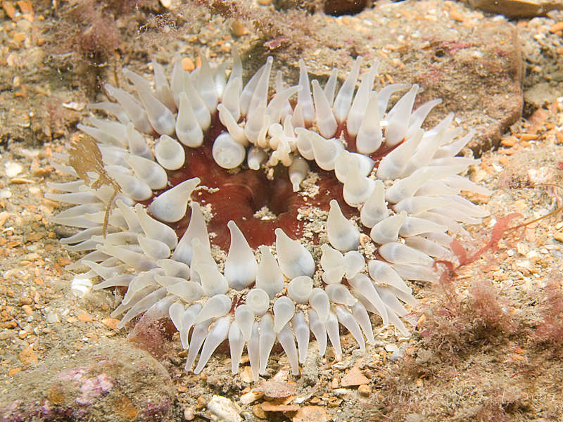 Photo at Black Hawk:  Dahlia anemone