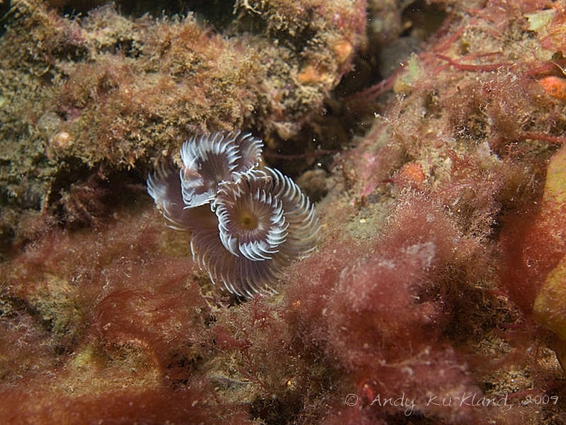 Photo at Black Hawk:  Fan worm