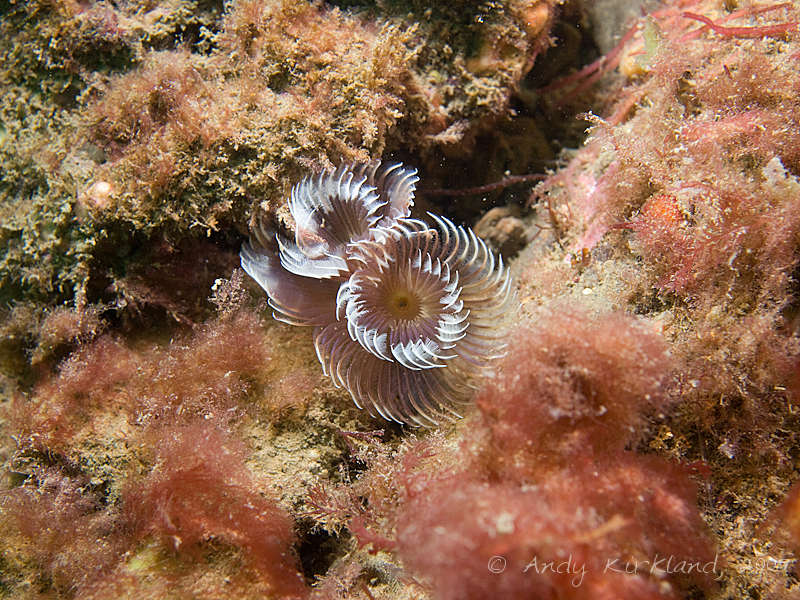 Photo at Black Hawk:  Fan worm