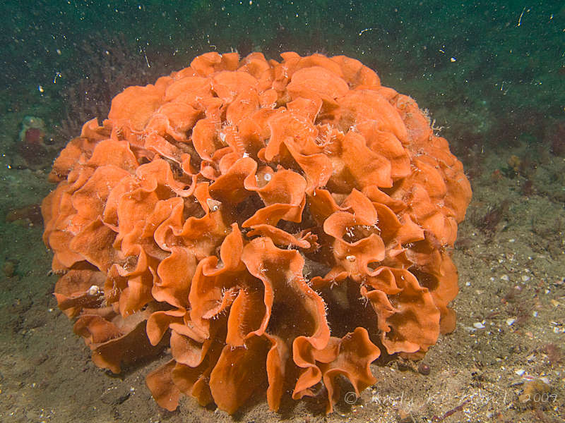 Photo at Lulworth Banks:  Ross Coral