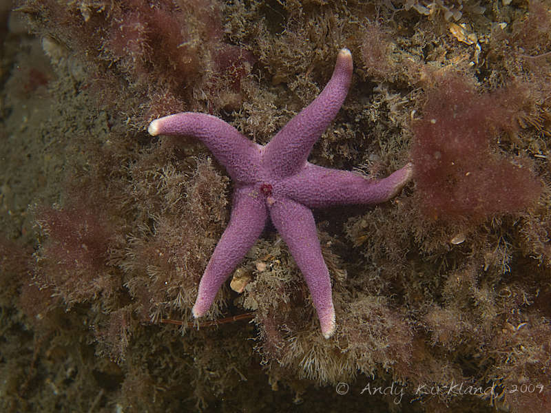 Photo at Lulworth Banks:  Bloody Henry