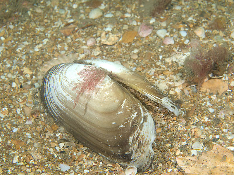 Photo at Lulworth Banks: 
