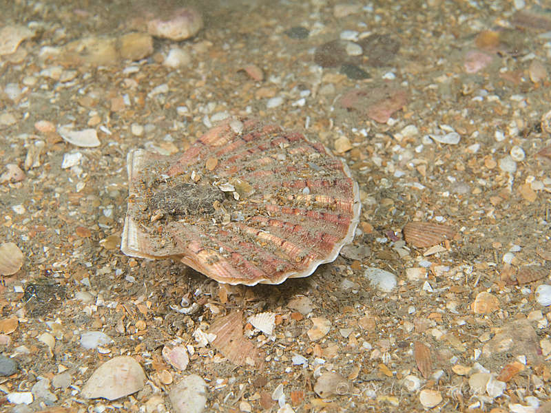 Photo at Lulworth Banks: 