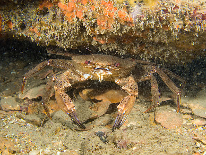 Photo at Lulworth Banks:  Velvet swimming crab