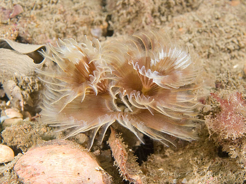 Photo at Lulworth Banks:  Fan worm