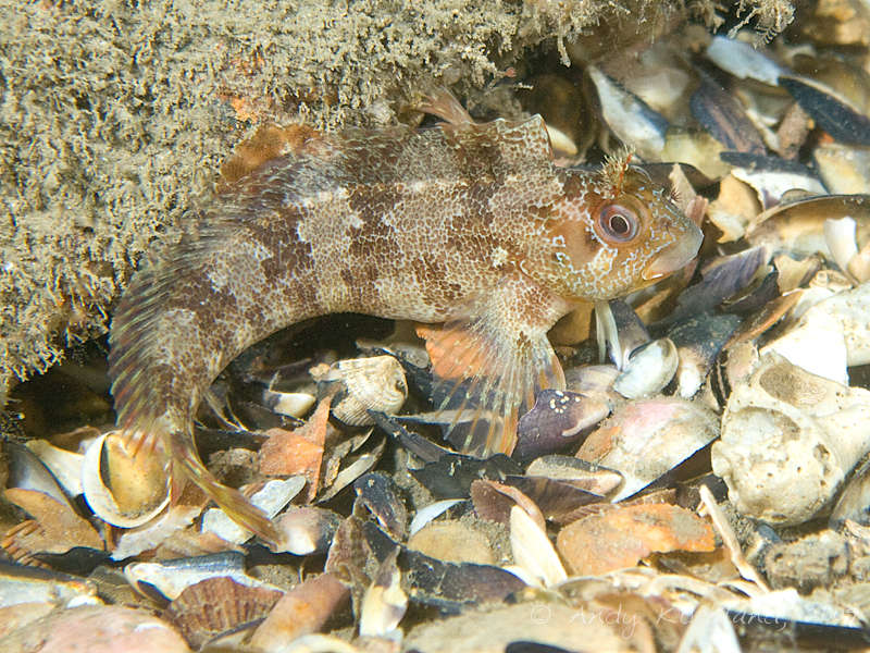 Photo at Alex van Opstal:  Tompot blenny