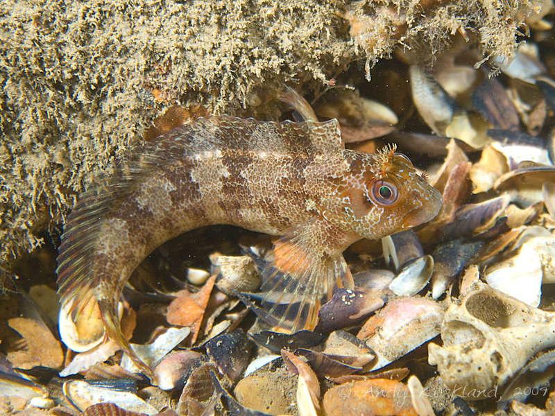 Photo at Alex van Opstal:  Tompot blenny