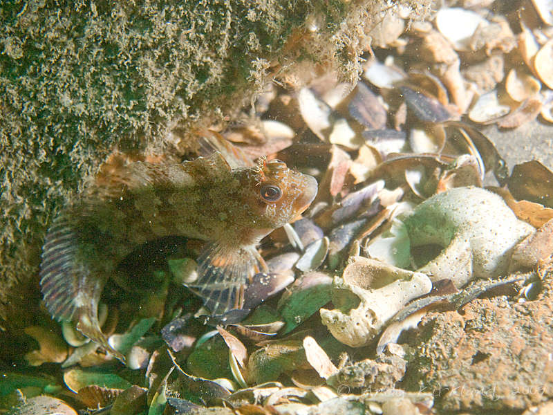 Photo at Alex van Opstal:  Tompot blenny