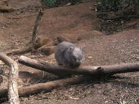 ..Wombat